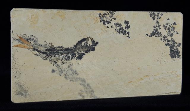 Leptolepides sprattiformis (BLAINVILLE 1818) - Bild &copy; FossNet FossilienStore
